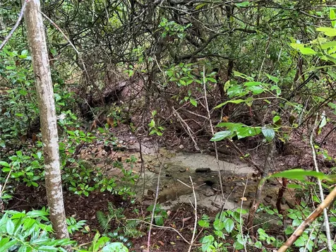Off Donald Mccall Road Balsam Grove NC 28708
