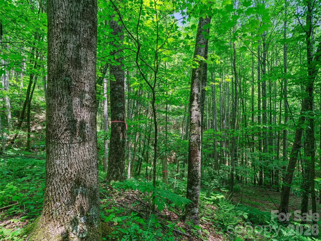 0 Lotties Creek Road Burnsville NC 28714