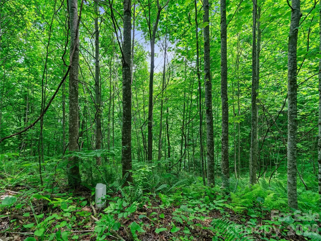 0 Lotties Creek Road Burnsville NC 28714