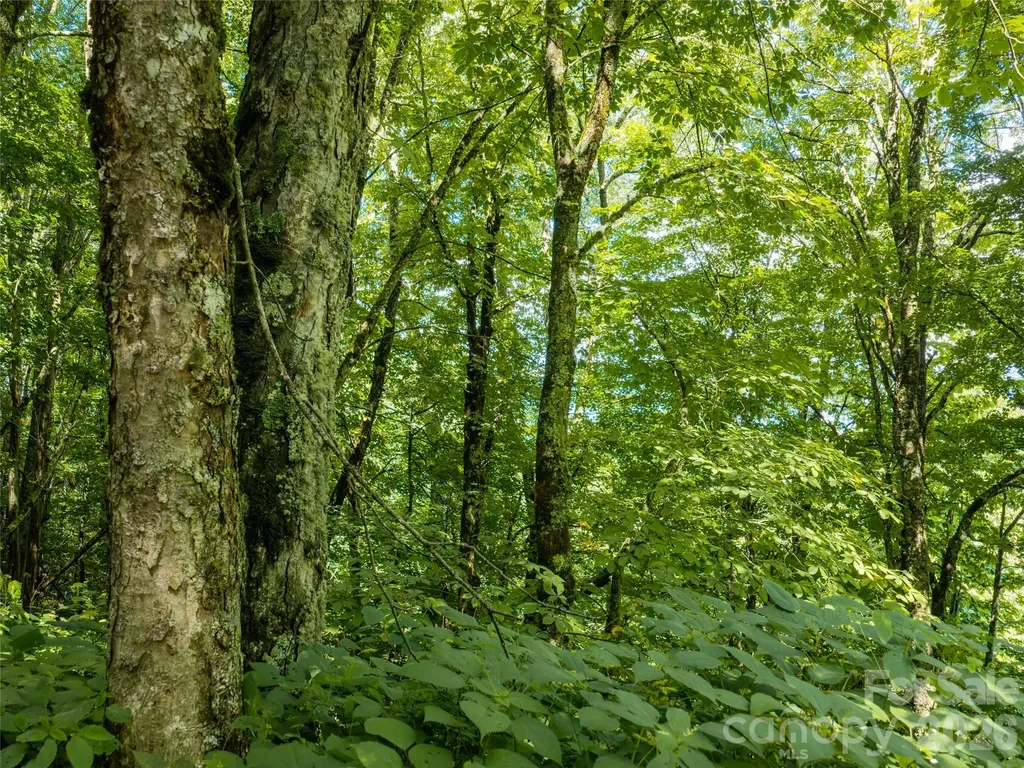 #E16 Adela Trail Maggie Valley NC 28751