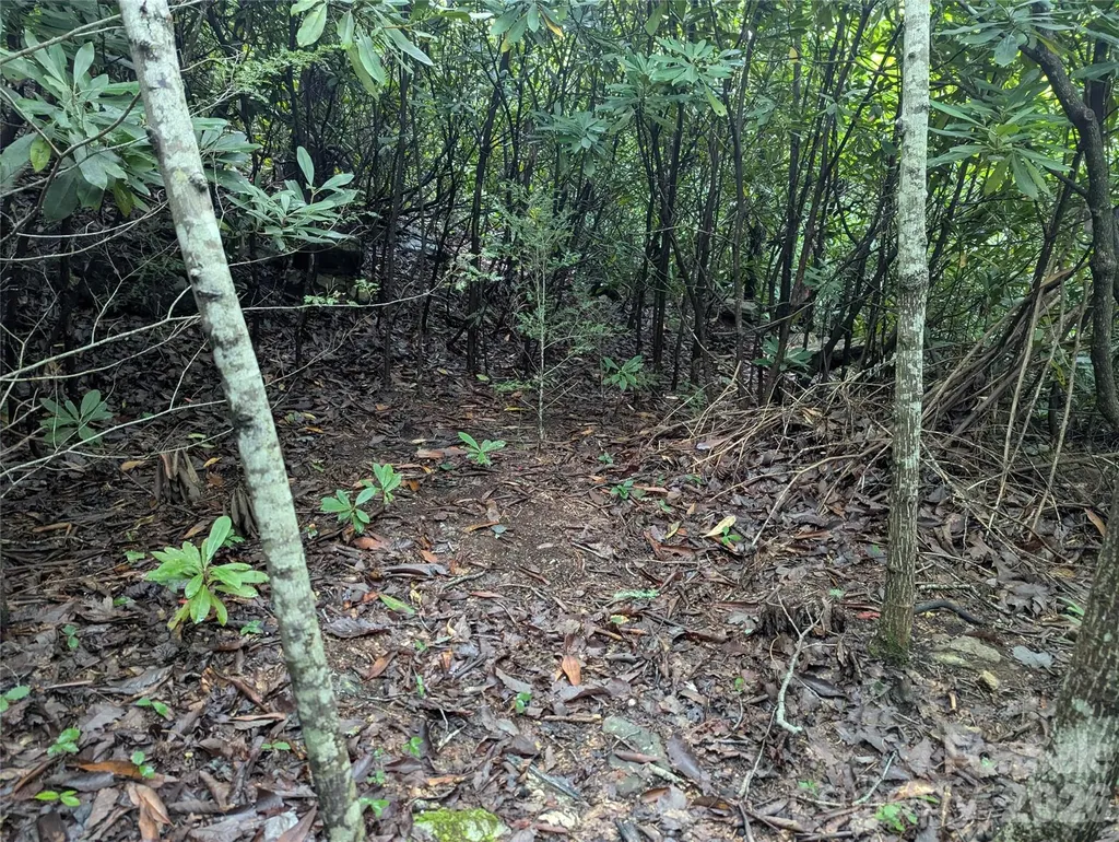 99999 Maryland Place Montreat NC 28757