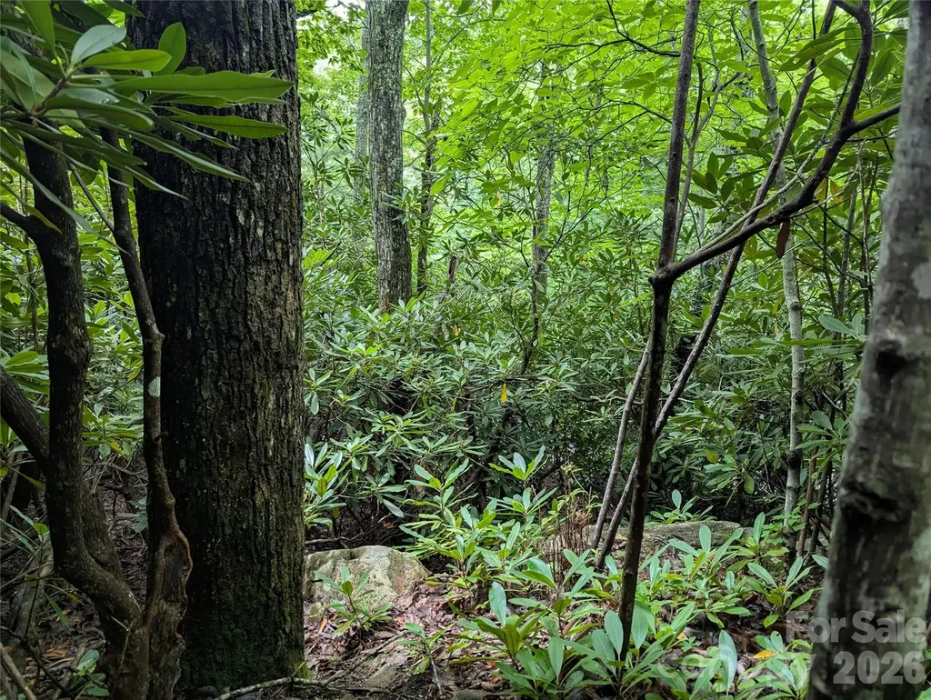 99999 Maryland Place Montreat NC 28757