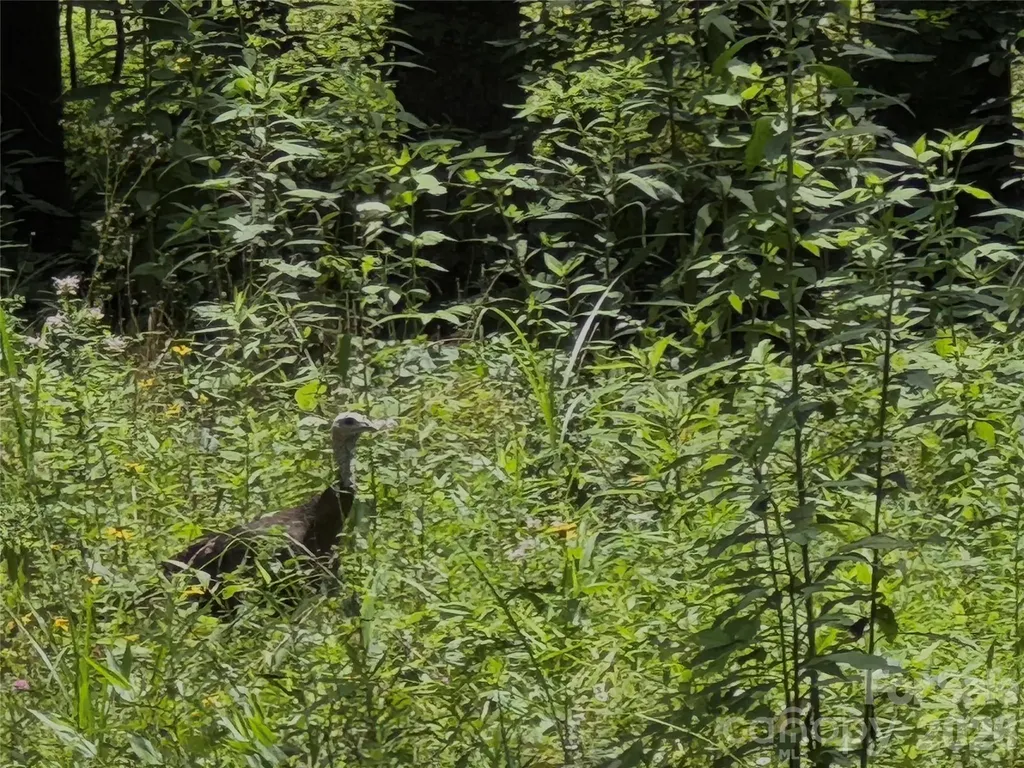Tbd Paint Fork Road Barnardsville NC 28709