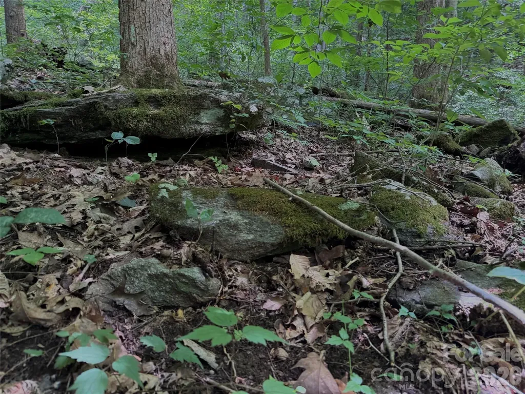Tbd Paint Fork Road Barnardsville NC 28709