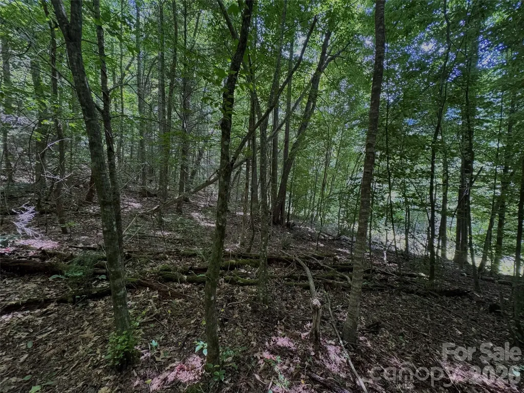 Tbd Paint Fork Road Barnardsville NC 28709