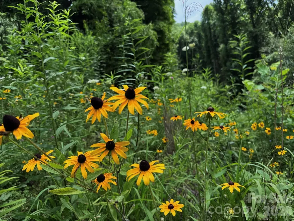Tbd Paint Fork Road Barnardsville NC 28709