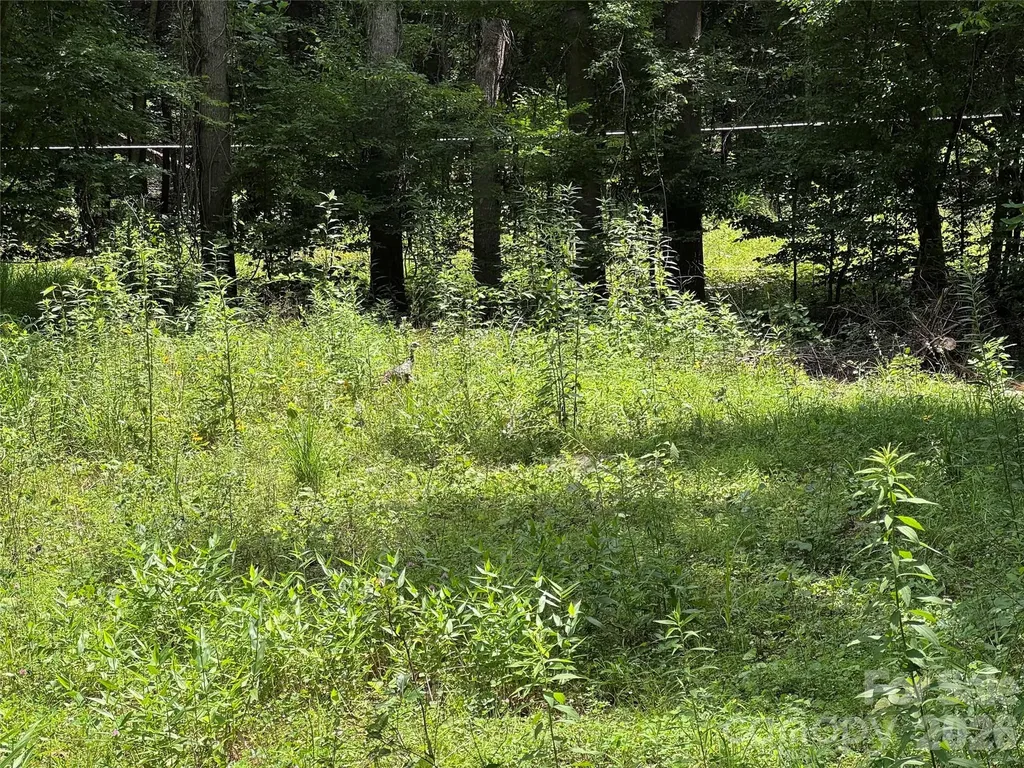 Tbd Paint Fork Road Barnardsville NC 28709