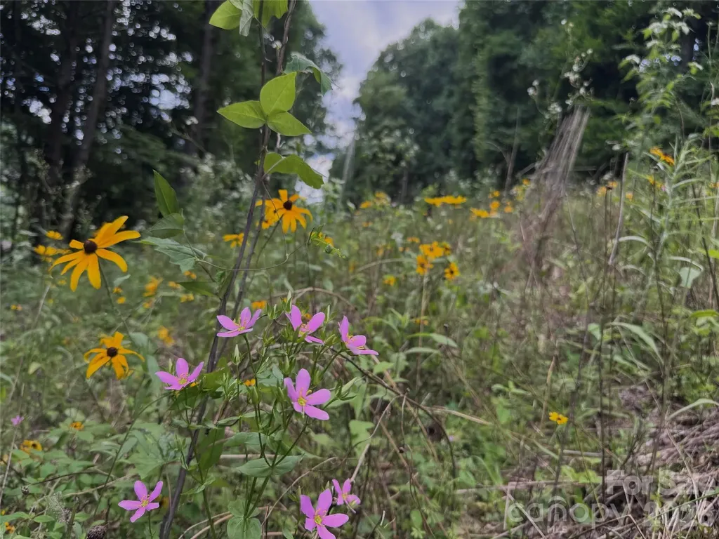 Tbd Paint Fork Road Barnardsville NC 28709