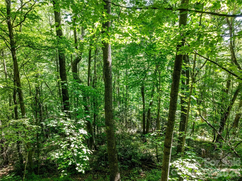 8 White Birch Court Black Mountain NC 28711