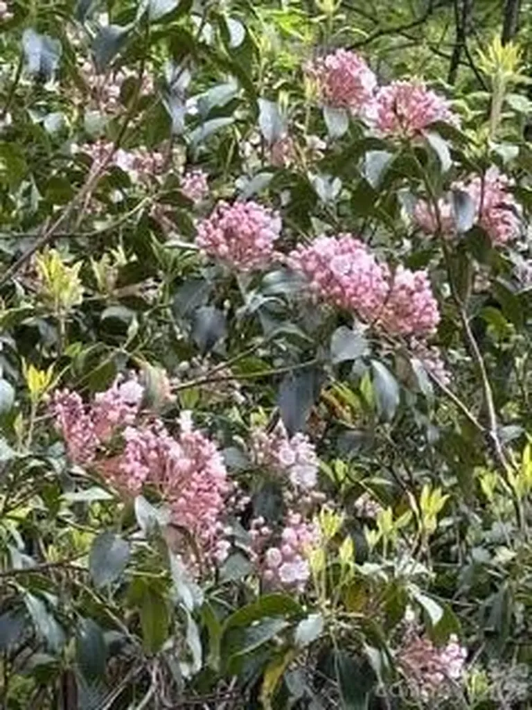 FR16 Opossum Path Brevard NC 28712