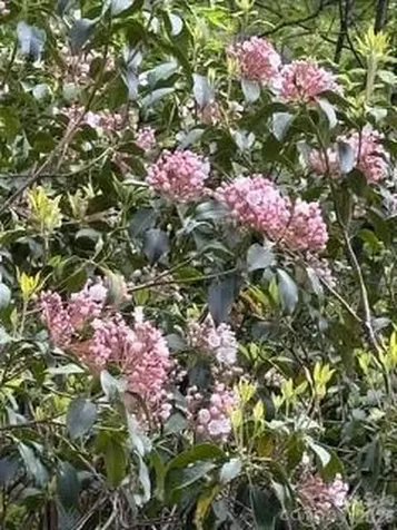 FR16 Opossum Path Brevard NC 28712