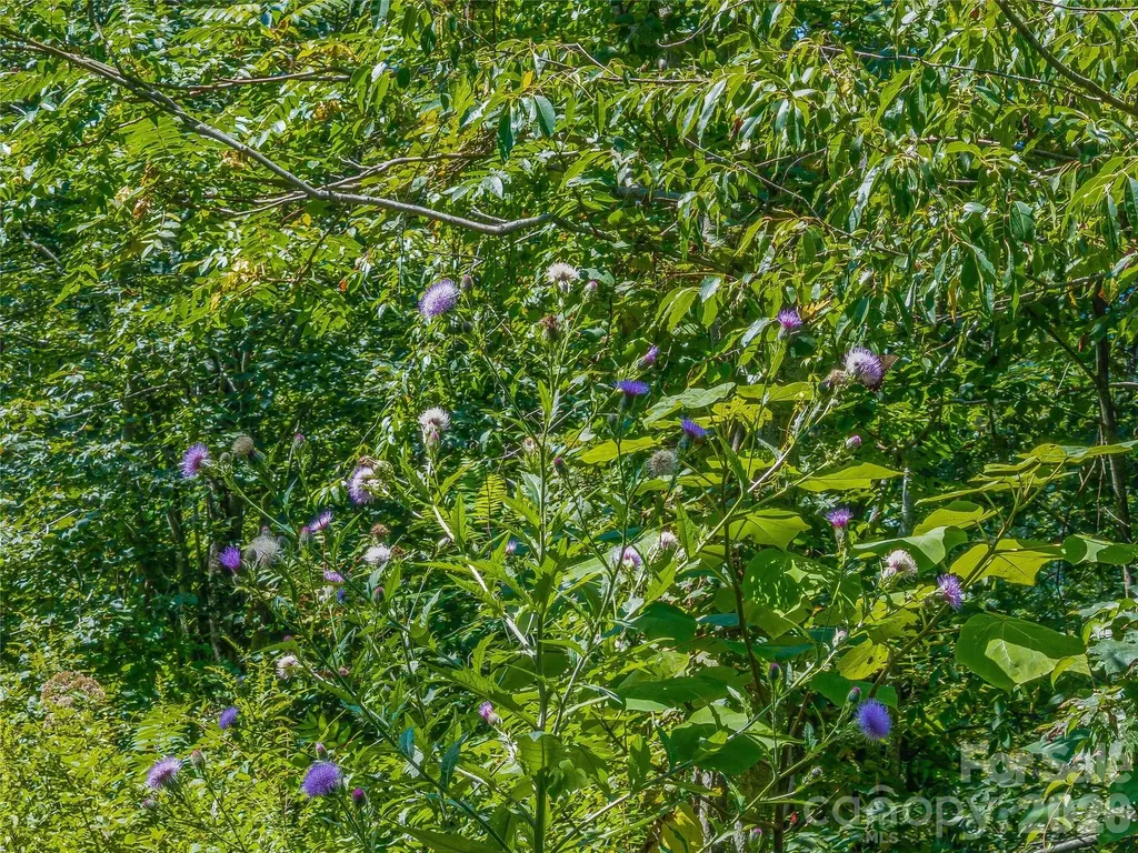 632 Justus Case Mountain Place Hendersonville NC 28792
