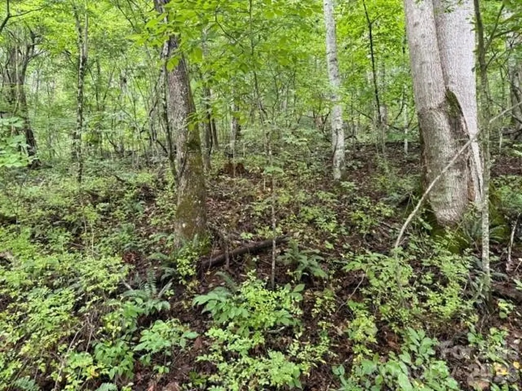 Tbd Meadow Fork Road Hot Springs NC 28743