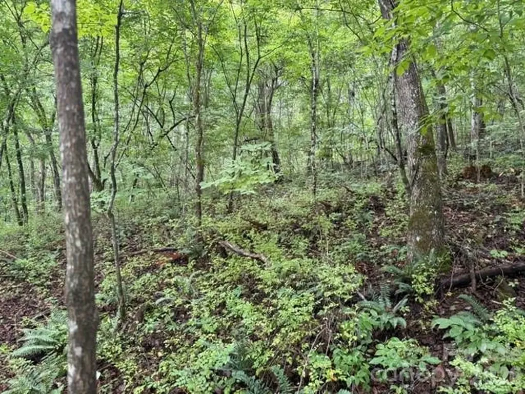 Tbd Meadow Fork Road Hot Springs NC 28743