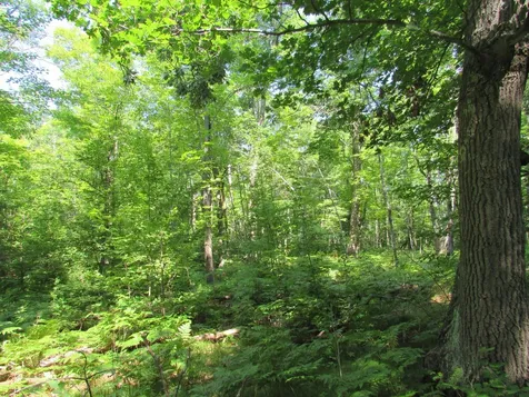 Tbd County Road 137 Moose Lake MN 55767