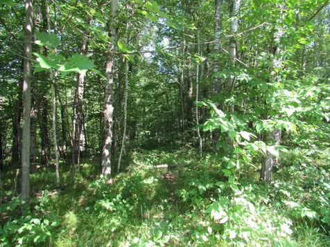 Tbd County Road 137 Moose Lake MN 55767