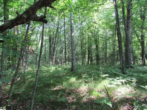 Tbd County Road 137 Moose Lake MN 55767