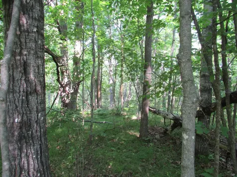 Tbd County Road 137 Moose Lake MN 55767