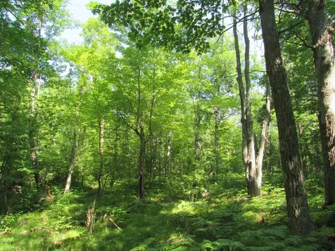 Tbd County Road 137 Moose Lake MN 55767
