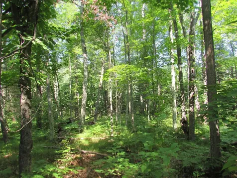 Tbd County Road 137 Moose Lake MN 55767