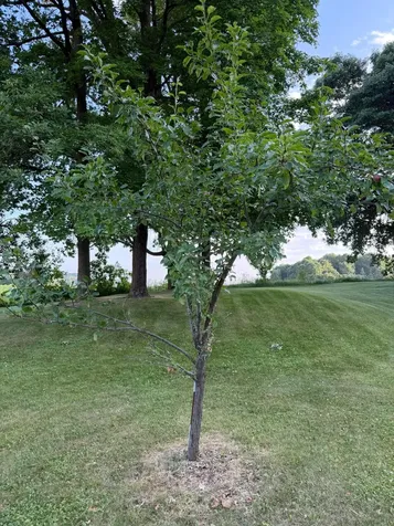 24251 315th Avenue Long Prairie MN 56347