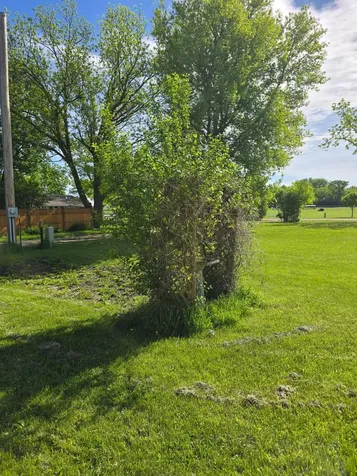604 E Willow Avenue Olivia MN 56277