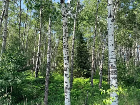 12XXX Butterfield Road Hibbing MN 55746