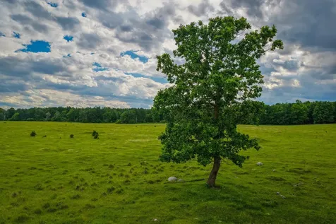 320TH 320th Shevlin MN 56676