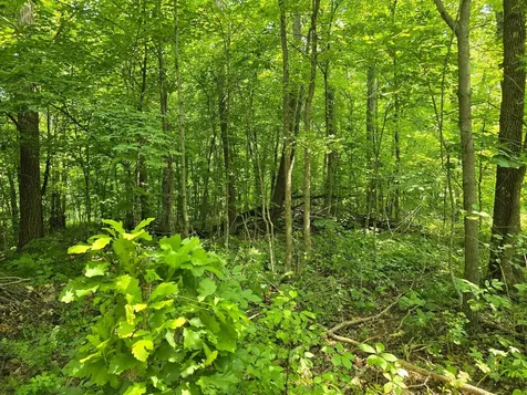 47138 Ringneck Roost Garrison MN 56450