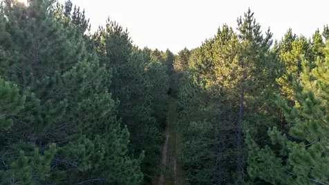 Nesw Forest Road 3845 NE Pennington MN 56663