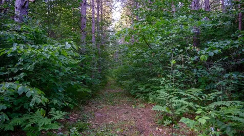 Nesw Forest Road 3845 NE Pennington MN 56663