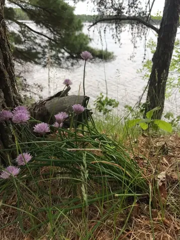 Tbd Excelsior Island Cross Lake MN 56442
