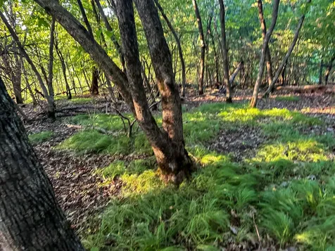 Tbd Sunset Trail Welch MN 55089
