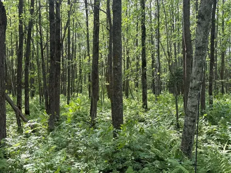 560TH Street Palisade MN 56469