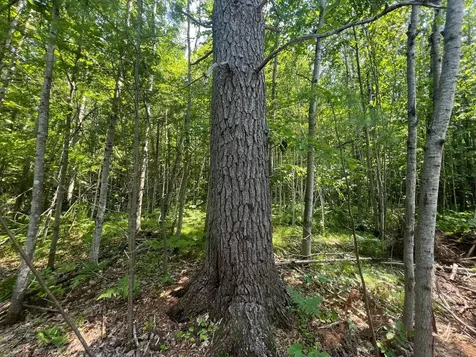 Parcel 6 County Road A Solon Springs WI 54873