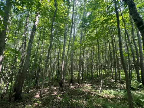 Parcel 6 County Road A Solon Springs WI 54873