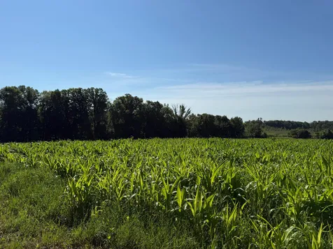 Tbd 215th Avenue Long Prairie MN 56347
