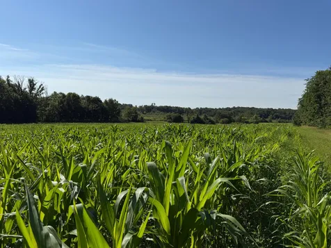 Tbd 215th Avenue Long Prairie MN 56347