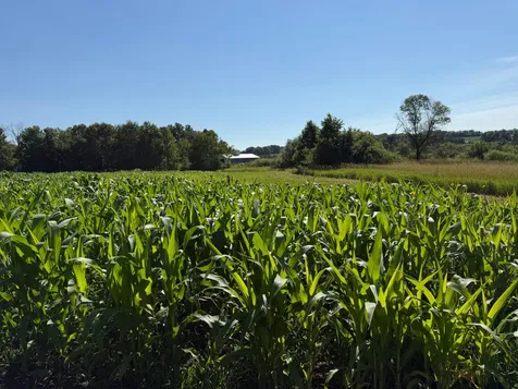 Tbd 215th Avenue Long Prairie MN 56347