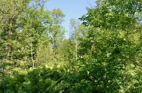 6438 Highway 29 Van Buren Twp MN 55736