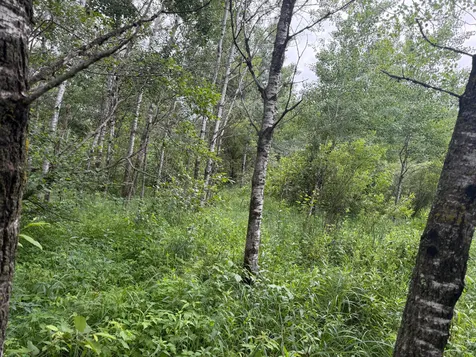 Tbdx 350th Street Menahga MN 56464
