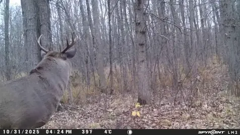 Tbd Old Grade Pine River MN 56474