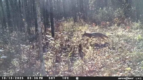 Tbd Old Grade Pine River MN 56474