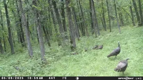 Tbd Old Grade Pine River MN 56474