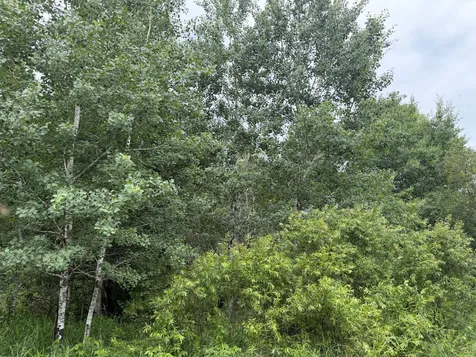 Tbd 350th Street Menahga MN 56464