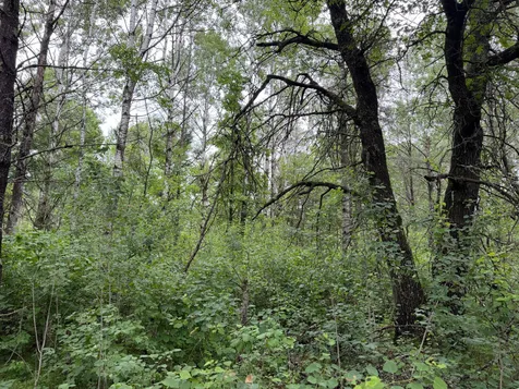 Tbd 350th Street Menahga MN 56464