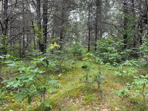 Tbd 350th Street Menahga MN 56464