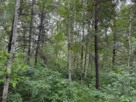 Tbd 350th Street Menahga MN 56464