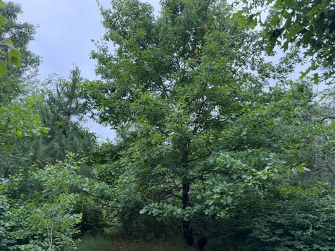 Tbd- 350th Street Menahga MN 56464
