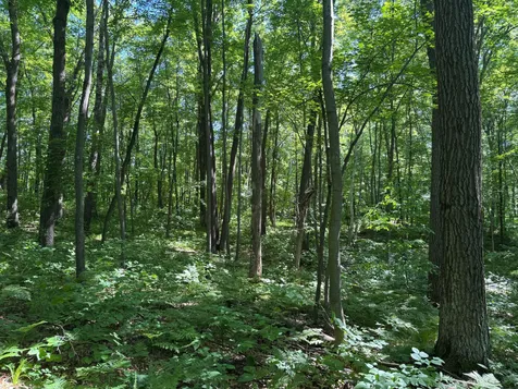 Tbd Cedar Road Cushing MN 56443